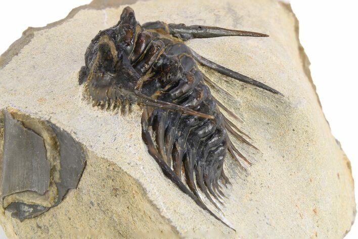 Spiny Leonaspis Trilobite - Foum Zguid, Morocco #260375